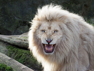 惹錯對象 他夜闖動物園想偷幼獅 被母獅抓包下場慘