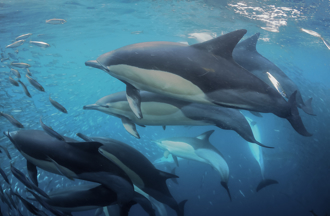 俄烏戰爭破壞黑海生態 5千隻海豚因俄軍聲納死亡