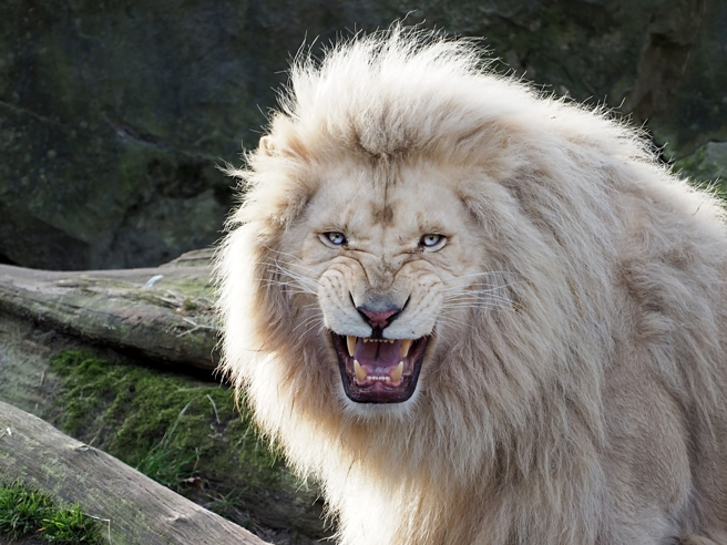 非洲一名男子半夜闯入动物园，疑似想偷走园区内的小白狮，未料被母狮发现后惨被咬死。(示意图/达志影像)