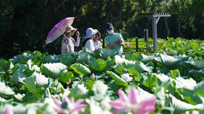 2022桃园莲花季28日晚间正式落幕，据农业局统计，今年约有155.6万人次到观音赏莲。（农业局提供／蔡明亘桃园传真）