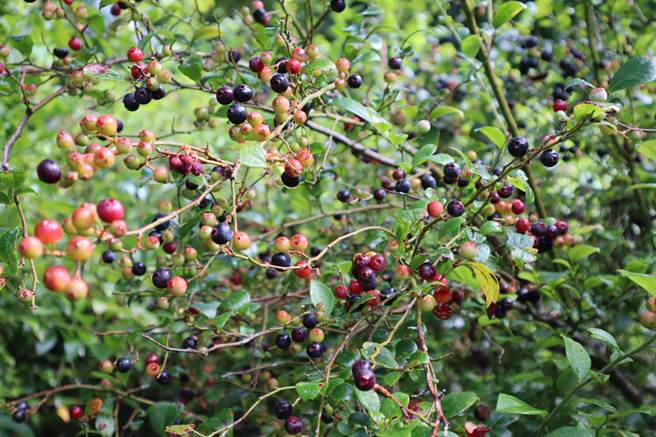 雪霸农场栽种的高海拔新鲜蓝莓外型小巧可爱，夏天正是产季。（邱立雅摄）
