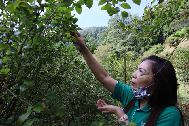 高海拔蓝莓产季在每年7到9月中，雪霸农场就有8分土地栽种新鲜蓝莓，颇受饕客欢迎。（邱立雅摄）