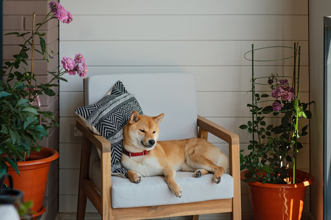 日本6岁男童见柴犬受困在椅子上，立刻跪地、把自己当成阶梯让牠踩着下来。(示意图/达志影像)