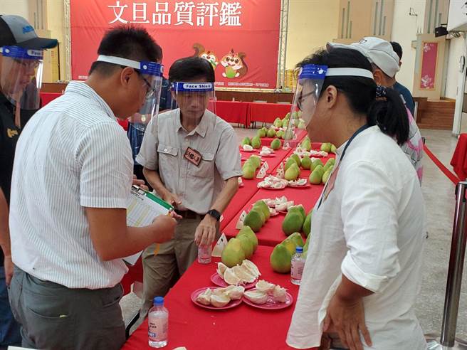 今天斗六文旦評鑑評分標準包括外觀、風味、肉質、種子數、甜度，嘉義大學教授呂明雄、李堂察、副教授張柏滄、助理教授江一蘆、台南農改場助理研究員張嵐雁、嘉義農試所助理研究員陳祈南擔任評審。（周麗蘭攝）