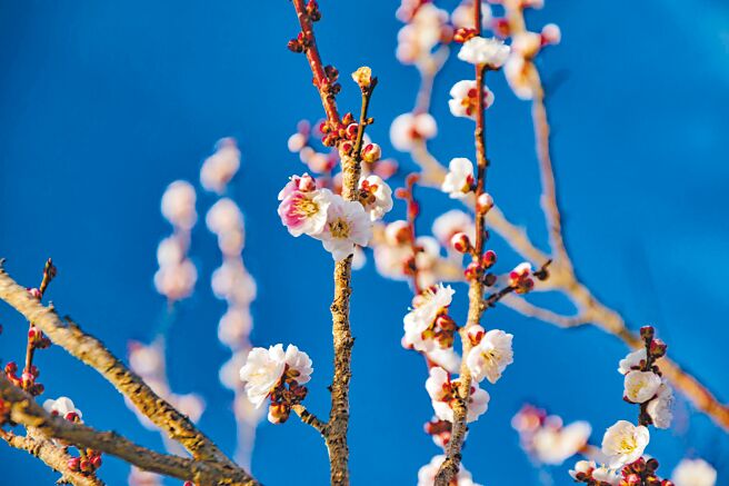 （本报资料照片）