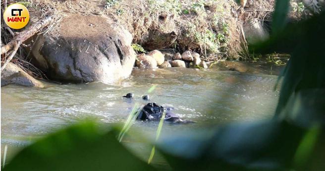 掉进污水中的许曦文硬是在水底撑了超过15秒，敬业精神让人佩服。（图／本刊摄影组）