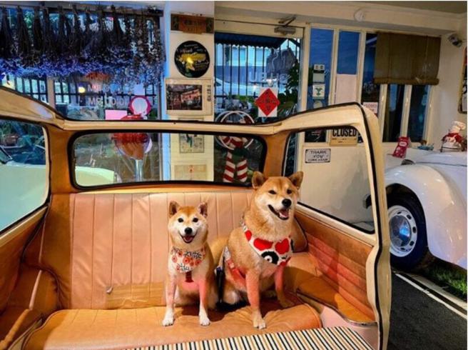 IG@shiba_oli.1211（图／ReadyGo提供）