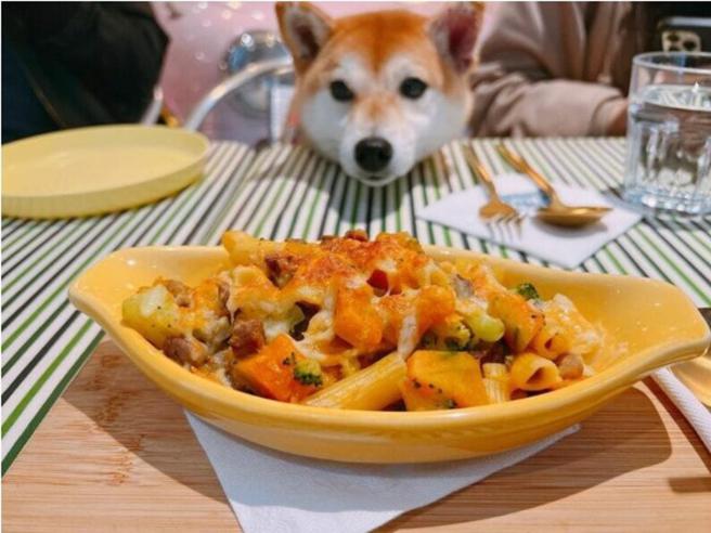 IG@shiba_oli.1211（图／ReadyGo提供）