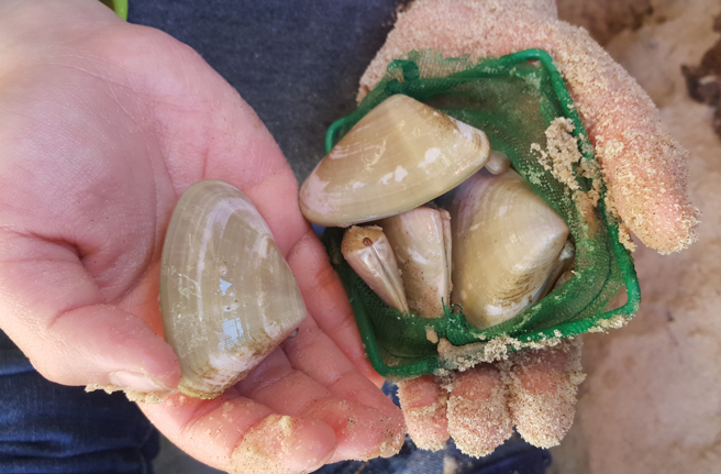 紐西蘭一名婦人在海邊撿蛤蜊回家吃，豈料之後竟全身癱瘓，檢查才得知是「麻痺性貝毒」導致。(示意圖/達志影像)