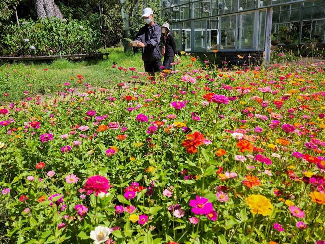 武陵农场百日草、鼠尾草已盛开，吸引许多民眾上山大饱眼福。（武陵农场提供）