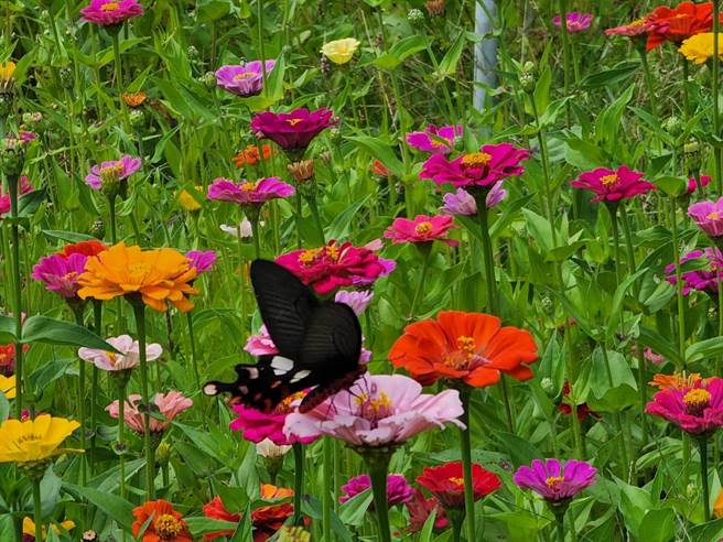 武陵农场百日草、鼠尾草已盛开，吸引许多民眾上山大饱眼福。（武陵农场提供）