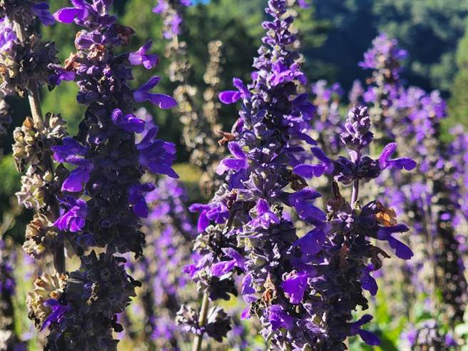 武陵农场百日草、鼠尾草已盛开，吸引许多民眾上山大饱眼福。（武陵农场提供）