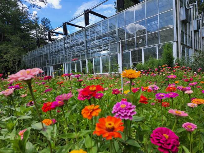 武陵农场百日草、鼠尾草已盛开，吸引许多民眾上山大饱眼福。（武陵农场提供）