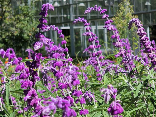 武陵农场百日草、鼠尾草已盛开，吸引许多民眾上山大饱眼福。（武陵农场提供）