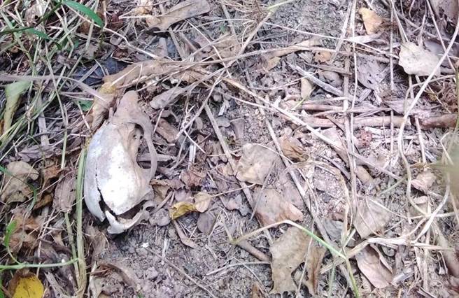 桃园市观音区一处爱妈狗园，日前遭踢爆周边遍地布满狗骨与狗尸，管理状况不佳长期未改善。（动保处提供／蔡明亘桃园传真）