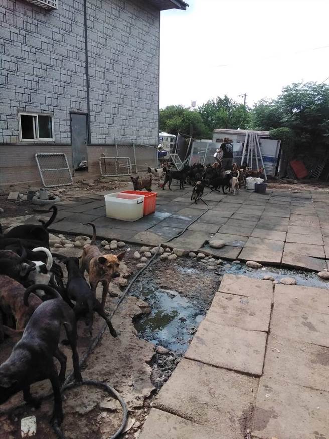 桃市府动保处30日与志工和环保局人员协助清理环境，并在周边防疫消毒，改善环境状况。（动保处提供／蔡明亘桃园传真）