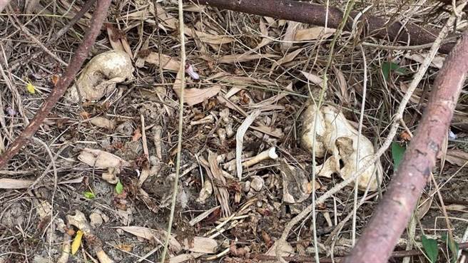桃园观音一处私人狗园被踢爆，外围散落狗白骨画面惊人。（民眾提供／蔡明亘桃园传真）