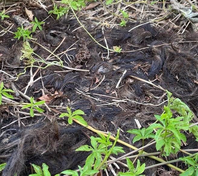 狗园外围还有带毛狗尸。（民眾提供／蔡明亘桃园传真）