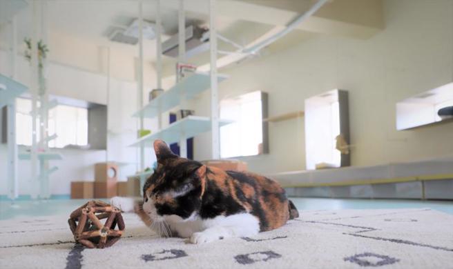 轉型為動保教育場所後，台中市動物之家后里園區具親子遊憩、親近及友善動物等功能，不僅大貓屋內貓兒動物福利提升，也讓民眾更願意親近園區，接近、認養犬貓。
（圖/ 中央社）