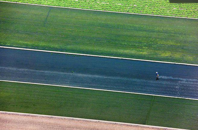 齊柏林導演作品「彰化縣溪州鄉稻田」（看見．齊柏林基金會提供）