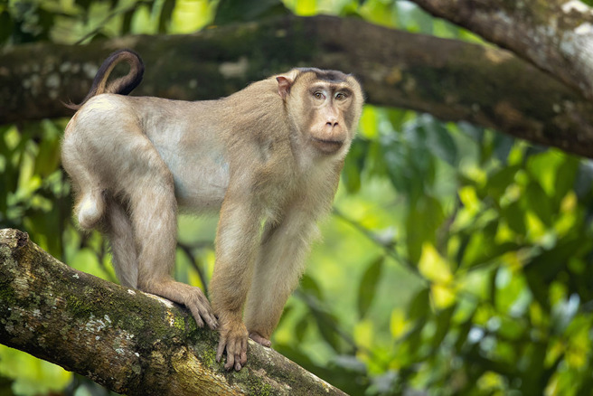 日本富士市政府託業者圍捕獼猴，不料卻發生麻醉槍誤擊民眾的意外。（示意圖／達志影像）