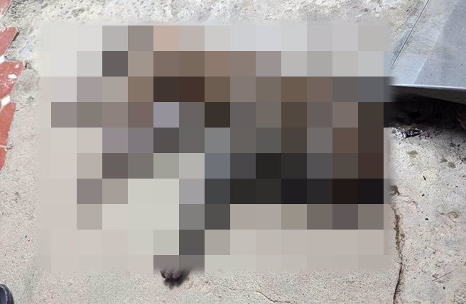 高雄市鼓山区寿山龙泉寺登山口上个月出现猕猴有不正常死亡状况，经农业局协助化验检验，报告出炉，2只猕猴体内检出市售灭鼠药克灭鼠(Coumatetralyl)成份，浓度自0.031~1.150 ppm不等，不排除人为投毒等各种可能性。(猕猴保育团体提供／林雅惠高雄传真)