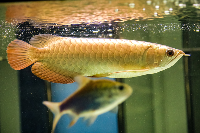 大陸一名女童逗弄金龍魚，沒想到金龍魚疑似受到驚嚇，頂開蓋子跳出水族箱。(示意圖/達志影像)