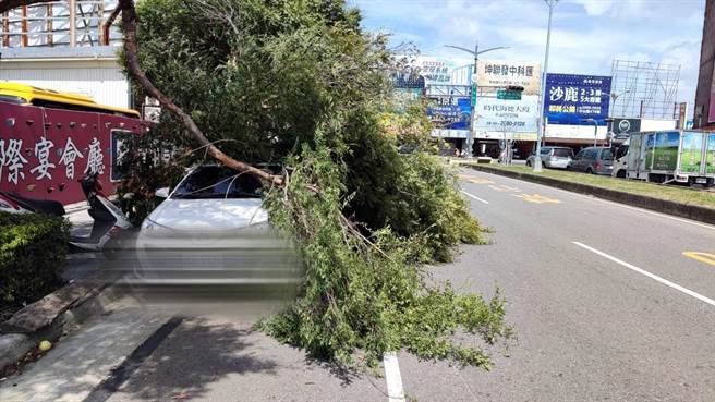 台中市山城1日刮起大风，大雅及潭子路树传出倒塌意外。（民眾提供／陈淑娥台中传真）