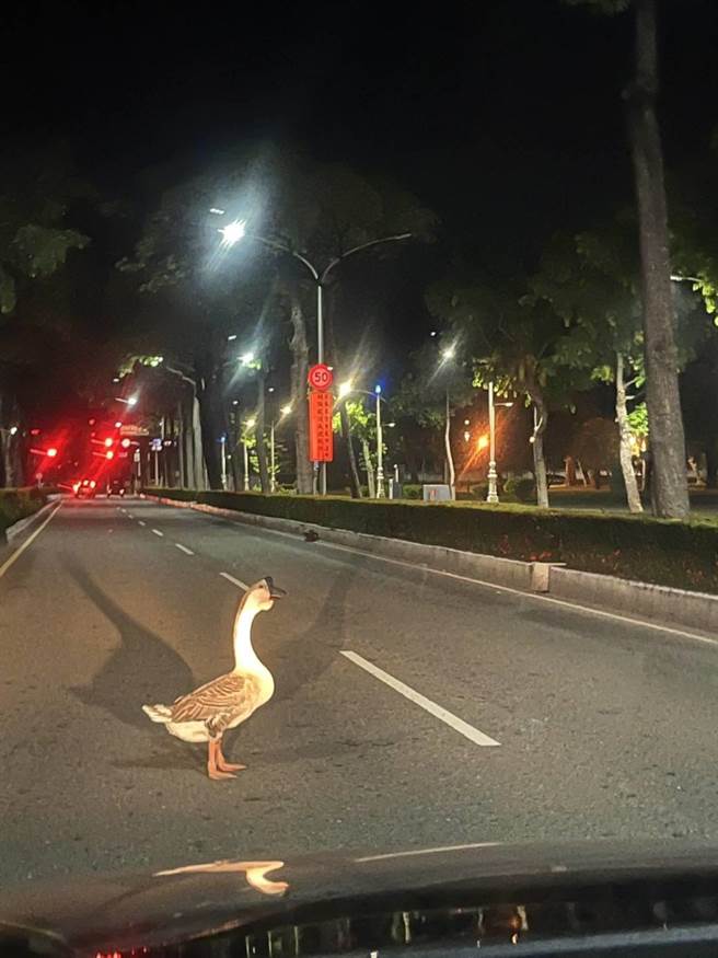 1日凌晨高雄市凤山区凤顶路与国泰路一段路口出现路霸，影响用路人交通安全，警方获报后立即前往现场，发现阻碍交通的凶手竟然是「4只鹅」。（高市凤山分局提供／杨舒婷高雄报导）