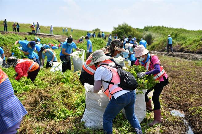 每年10月是小花蔓泽兰开花期，台中市今年提高收购价为每公斤8元。（东势林管处提供／陈淑娥台中传真）