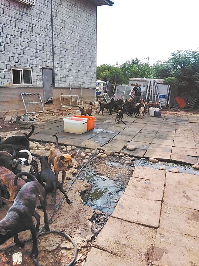 桃园市观音区一处爱妈狗园遭踢爆，园区外遍地布满狗骨与狗尸，桃市府动保处目前确认李姓饲主涉违反《动保法》，包括饲养不当经限期未改善、死亡动物晶片未除、动物繁殖未申报及疏纵犬只等。（动保处提供／蔡明亘桃园传真）