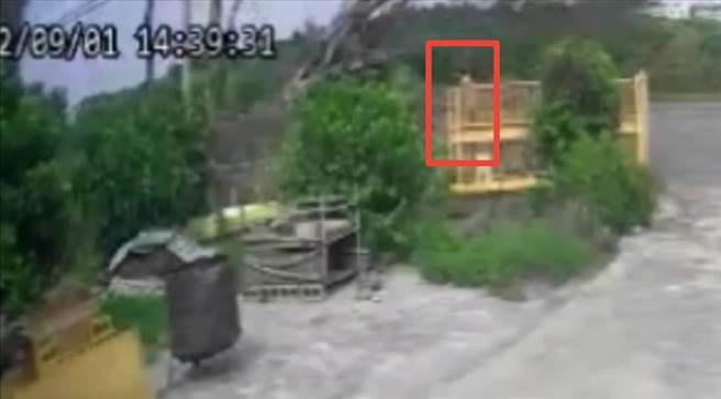 二林鎮二溪路有民眾路過此處時，路旁的路樹突然倒塌，所幸驚險閃過才沒有釀成傷亡。（民眾提供／吳建輝彰化傳真）