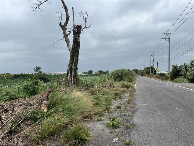 二林鎮二溪路倒塌路樹目前已經被移至路旁。（民眾提供／吳建輝彰化傳真）
