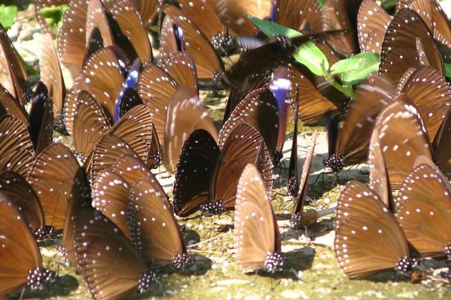 ▲茂林紫斑蝶。　图：茂林国家风景区管理处／提供