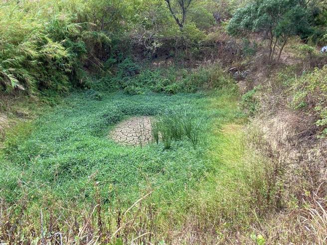 枯水期乾涸的农塘及水域带给萤火虫復育很大的影响。（金门林务所提供）