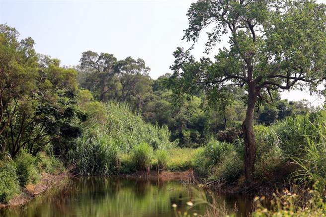 重新整理过后的农塘，迎来降雨后已经恢復生机。（金门林务所提供）
