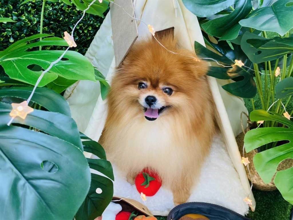 陳文茜愛犬之一的博美犬「邱吉爾」，陳文茜表示已為牠的未來做好一切準備。（TVBS提供）