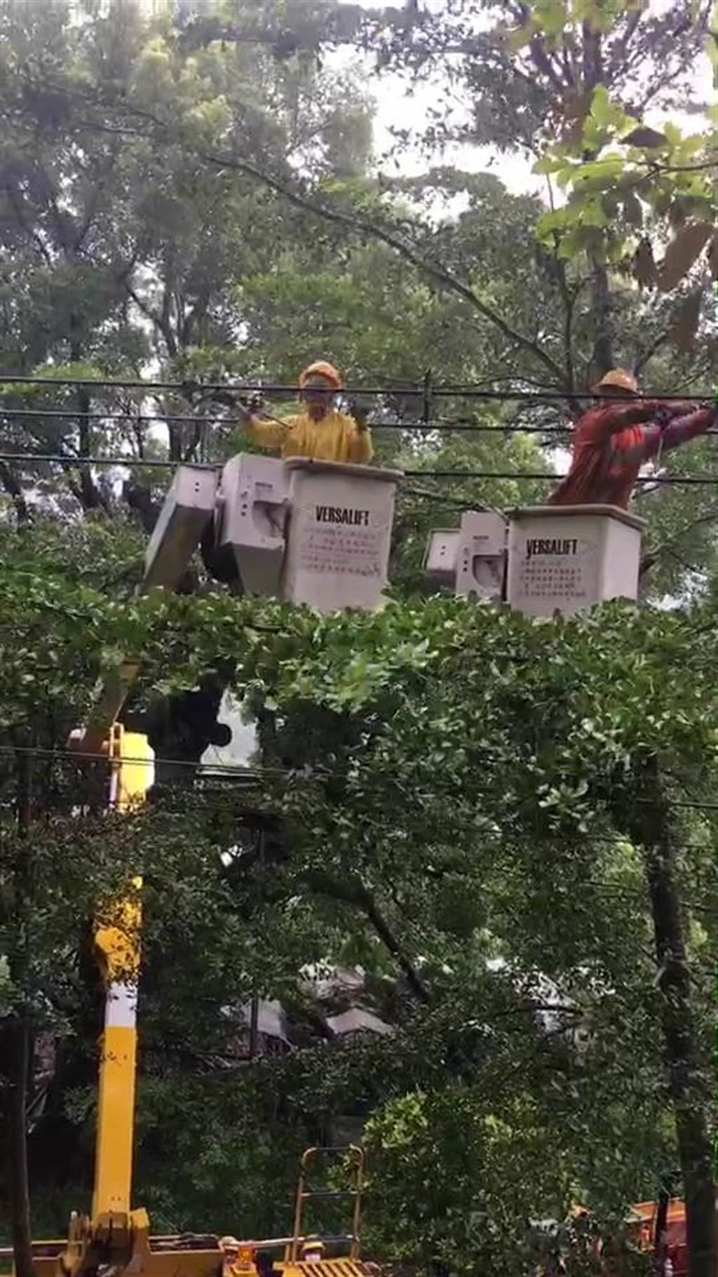 軒嵐諾颱風造成路樹倒塌壓損台電高壓導線，台電派員搶修。（台電苗栗處提供／謝明俊苗栗傳真）