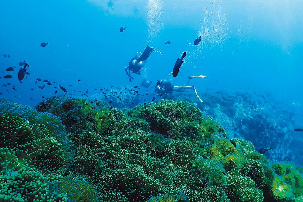 泰國灣到處都是熱帶海洋生物，世界各地的旅客來蘇梅島潛水，體驗這個水下仙境。（泰國觀光局提供）