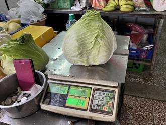 颱風天傳統市場高麗菜1顆飆破300 產地農民直喊「離譜」