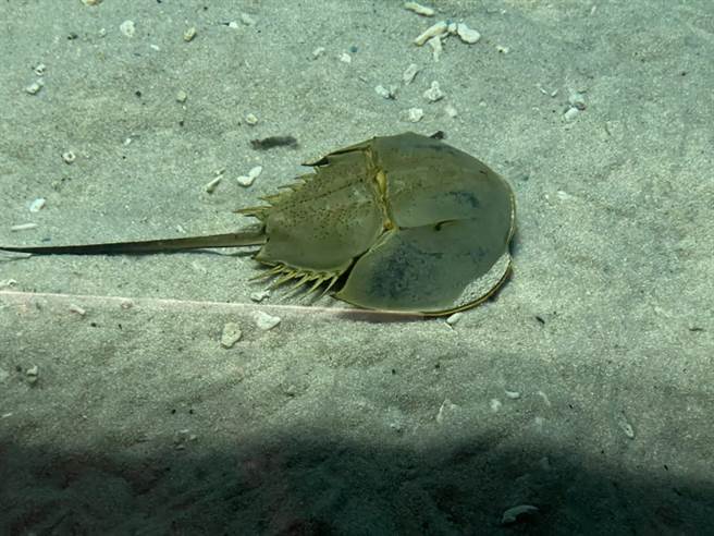 屏东海生馆欢庆93军人节，一点也无违和感，因馆内正好就有「钢盔鱼」（图），远看像极阿兵哥戴的头盔，不少游客应景慕名而来。（谢佳潾摄）