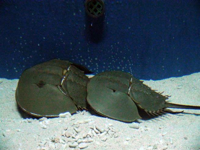 屏东海生馆欢庆93军人节，一点也无违和感，因馆内正好就有「钢盔鱼」（图），远看像极阿兵哥戴的头盔，不少游客应景慕名而来。（谢佳潾摄）