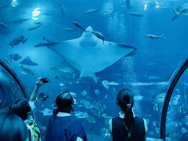 屏东海生馆欢庆93军人节，推限时优惠，即日起至7日军人持证件入园只要350元，加购后场体验行程还享有2人同行1人免费。（谢佳潾摄）