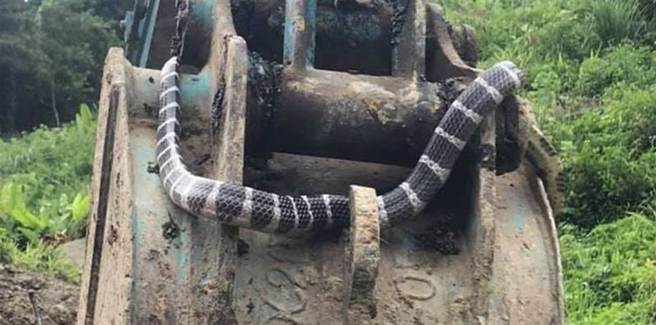 1名网友在草皮发现1根黑白相间的长形物体，乍看像是雨伞节，近看原来是甘蔗，他笑说「台南雨伞节…去皮之后可以取出『糖粉』」。（示意图，非事发照，取自脸书社团「野生蛇相」）