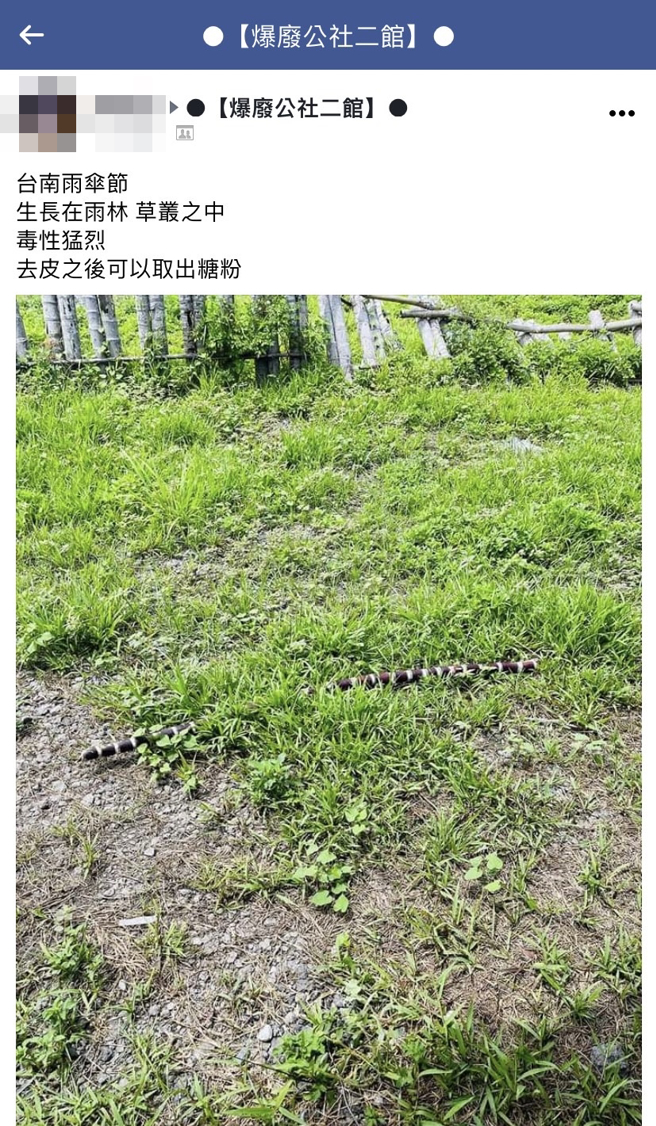 1名网友在草皮发现1根黑白相间的长形物体，乍看像是雨伞节，近看原来是甘蔗，他笑说「台南雨伞节…去皮之后可以取出『糖粉』」。（翻摄自脸书「爆废公社二馆」）