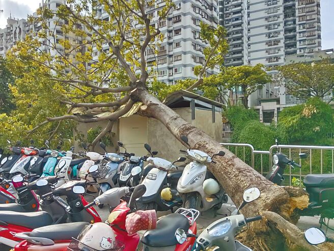 軒嵐諾颱風靠近，因風勢強，驚傳台中南區忠明南路730巷柳川河岸旁路樹、工學北路綠園道路樹倒塌。（讀者提供／張妍溱台中傳真）