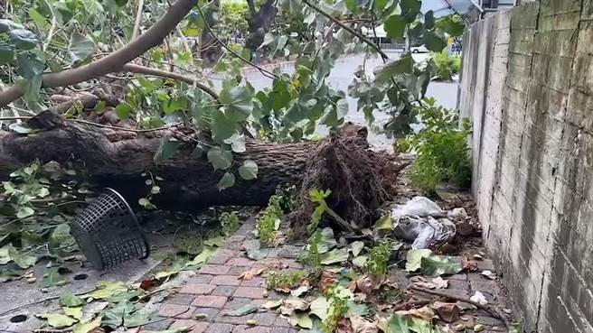 强烈颱风轩岚诺来袭，台东市区吹起8级阵风。（蔡旻妤摄）