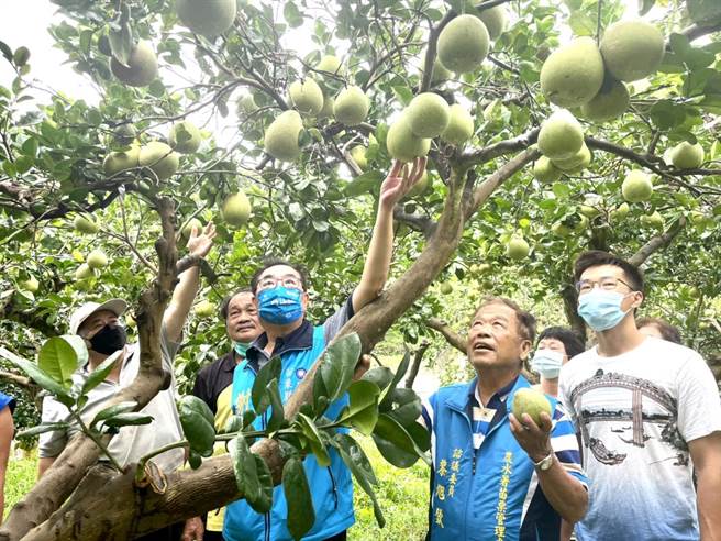 谢福弘今天到西湖关心果农。（谢福弘竞选团队提供／李京升苗栗传真）