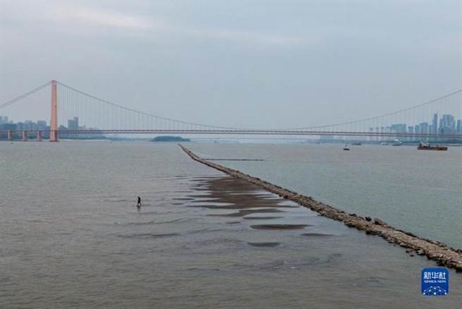 近日，长江武汉段露出一条江心小道。（图／新华社）