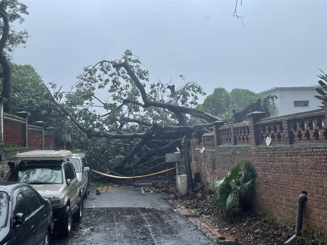 轩岚诺颱风来袭，挟带狂风暴雨侵袭各地，其中新北市淡水区的真理大学校园更有树木因强大风势而倒塌，不仅造成围墙损坏，一度将后方的小巷堵住。(淡水警方提供)